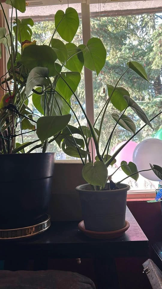 Monstera deliciosa - photo 4