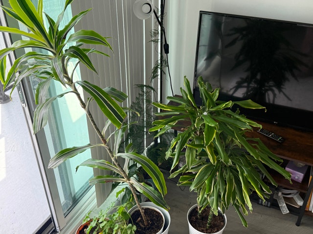Plants to grab