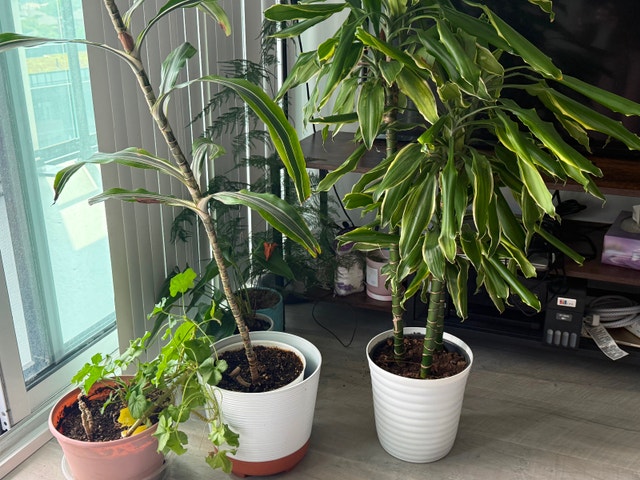 Plants to grab - photo 2