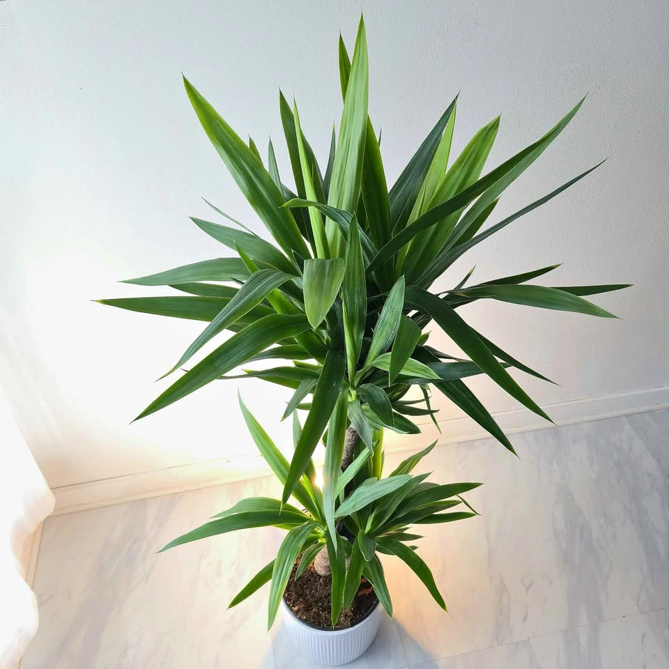 Yucca Cane | 3.5' Real Indoor Plant