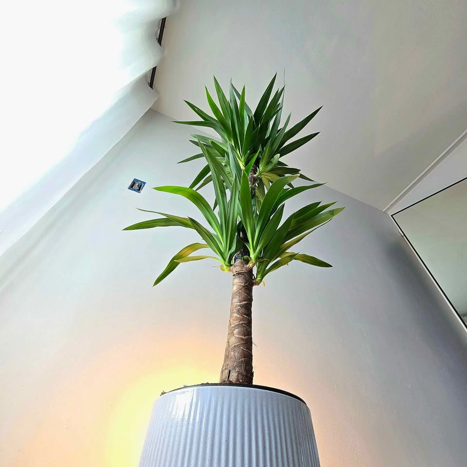 Yucca Cane | 3.5' Real Indoor Plant - photo 2