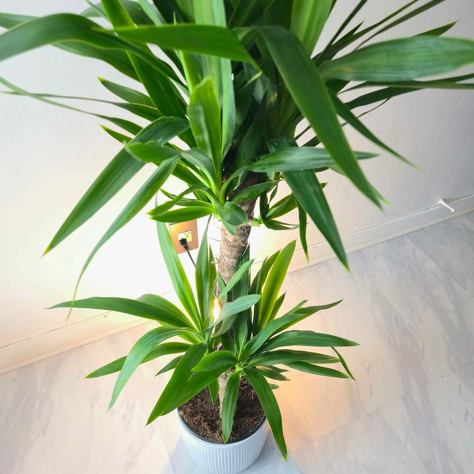 Yucca Cane | 3.5' Real Indoor Plant - photo 3