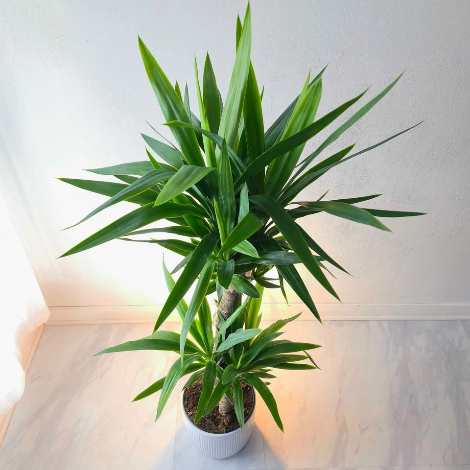 Yucca Cane | 3.5' Real Indoor Plant - photo 4