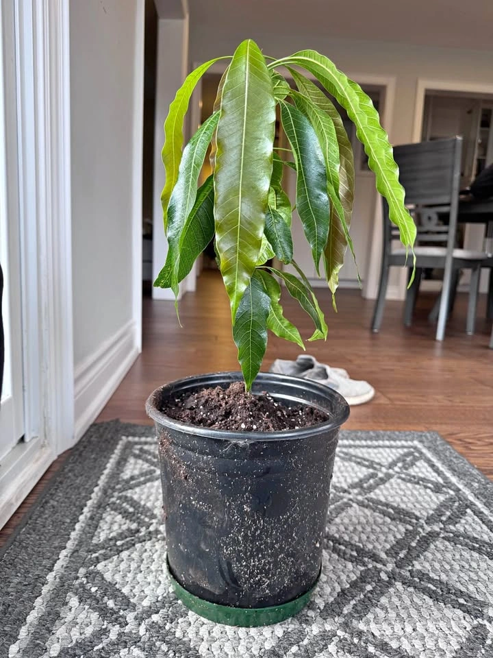 Two Mango Plants