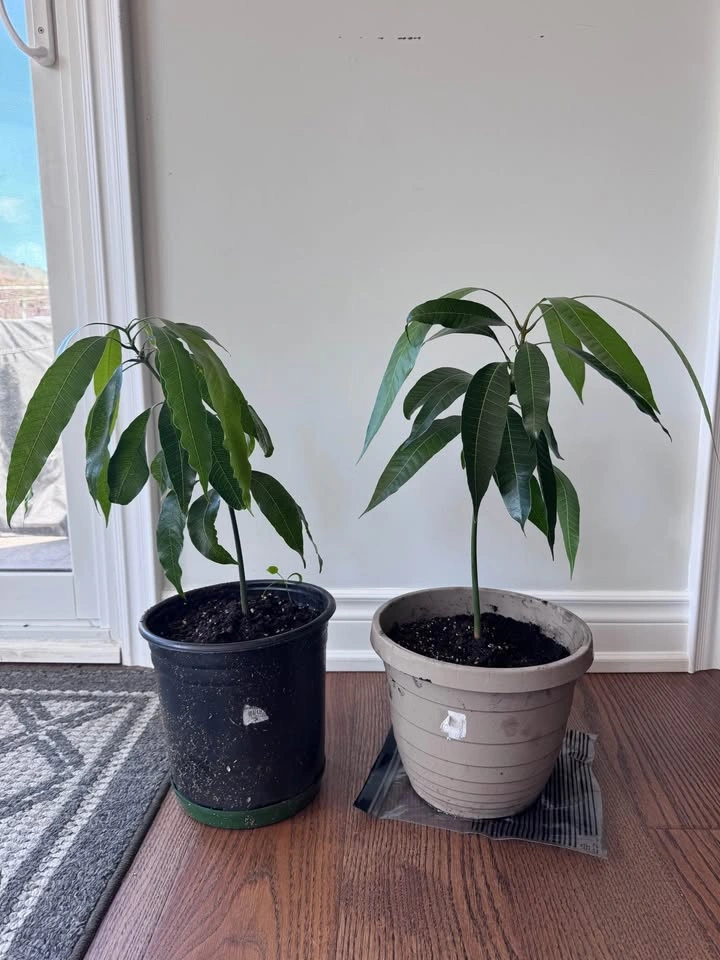 Two Mango Plants - photo 2