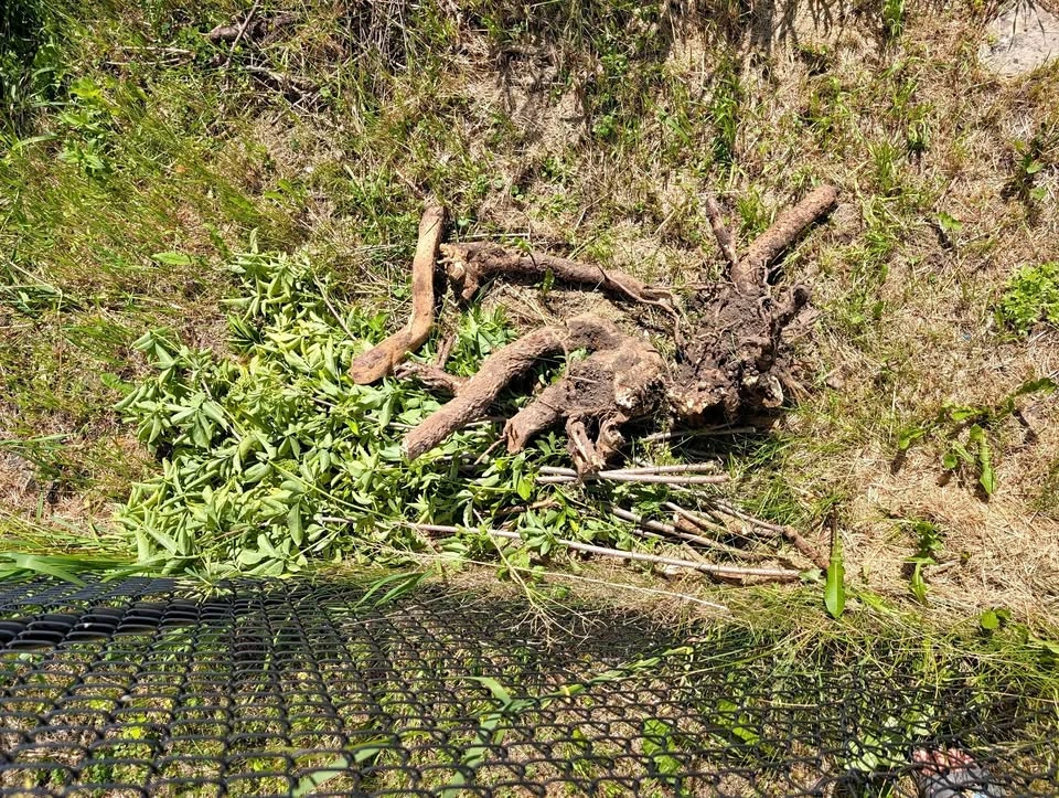 Elderberry rootstock