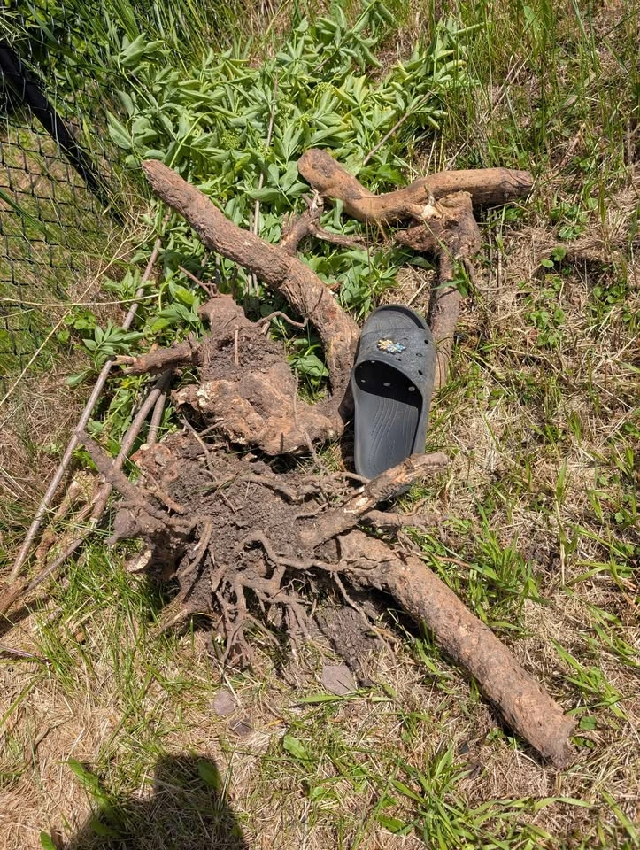 Elderberry rootstock - photo 2