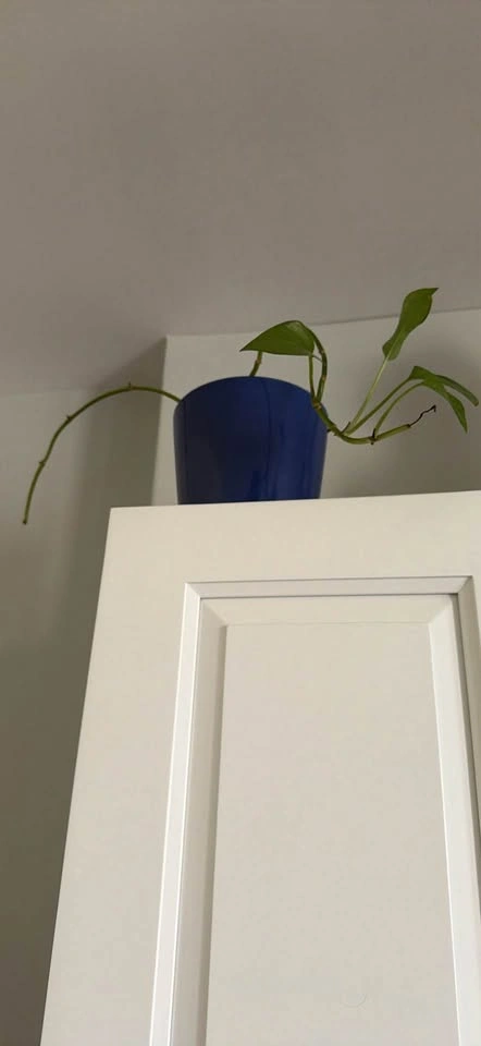 Pothos plants!