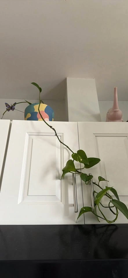 Pothos plants! - photo 2
