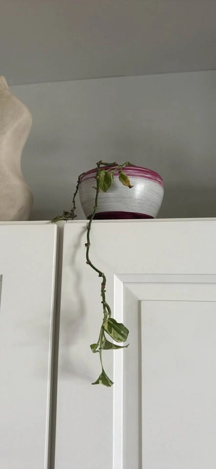 Pothos plants! - photo 3