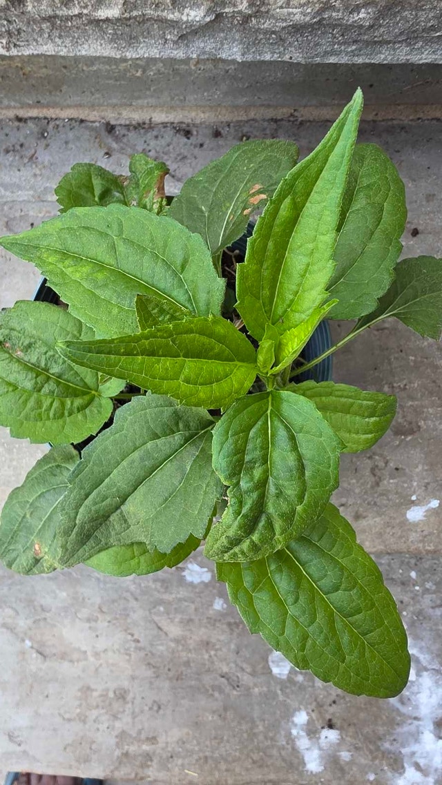 Echinacea aka purple coneflower⚽ - photo 2