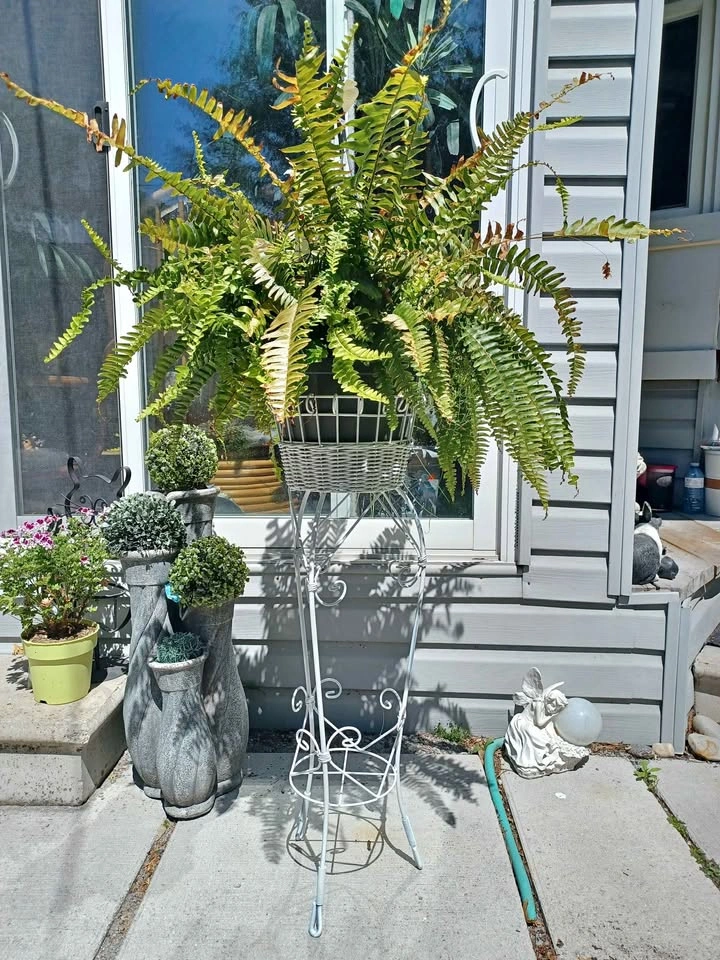A Nice Vintage White Wicker and White Metal Plant Stand