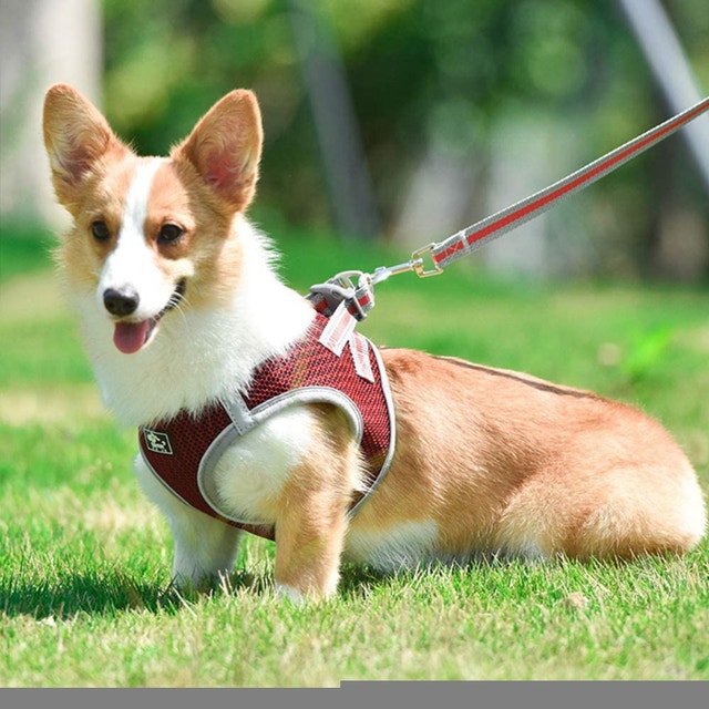 NEW Medium Dog and Cat Universal Harness with Leash - photo 2