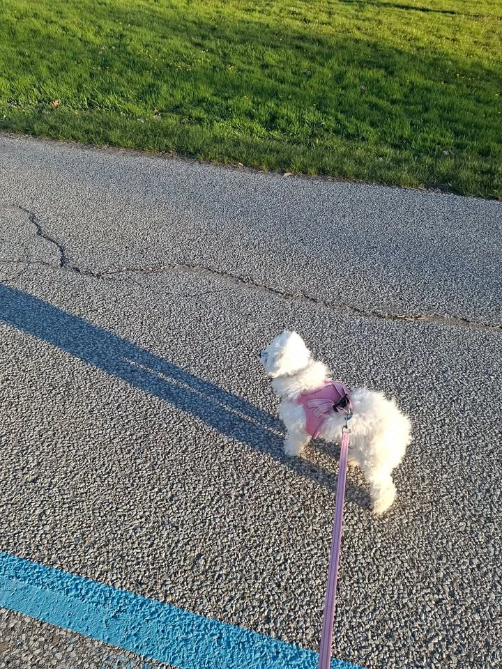 Pet sitter in whitby - photo 4