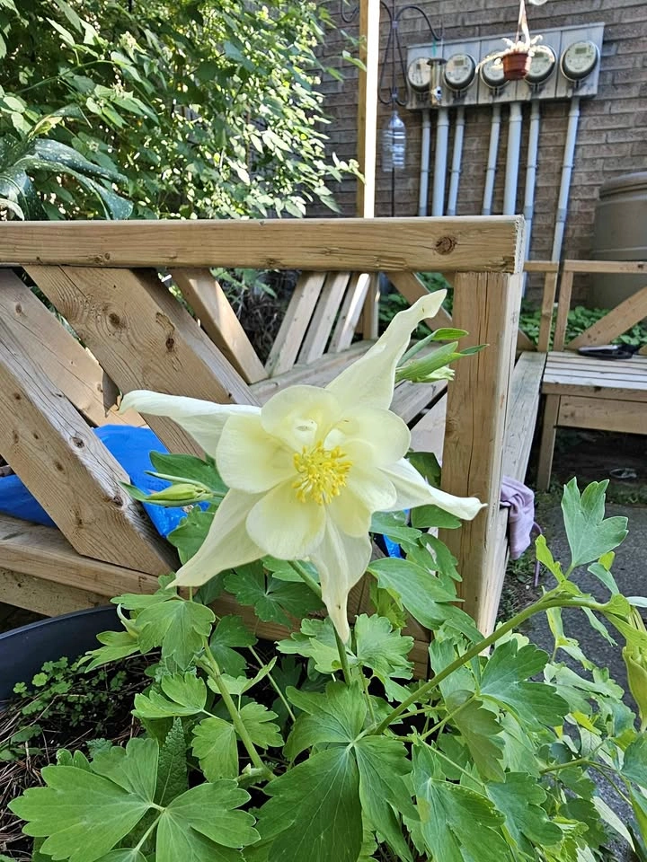 White columbine