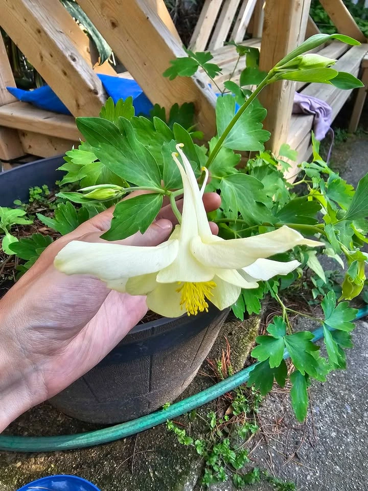 White columbine - photo 2