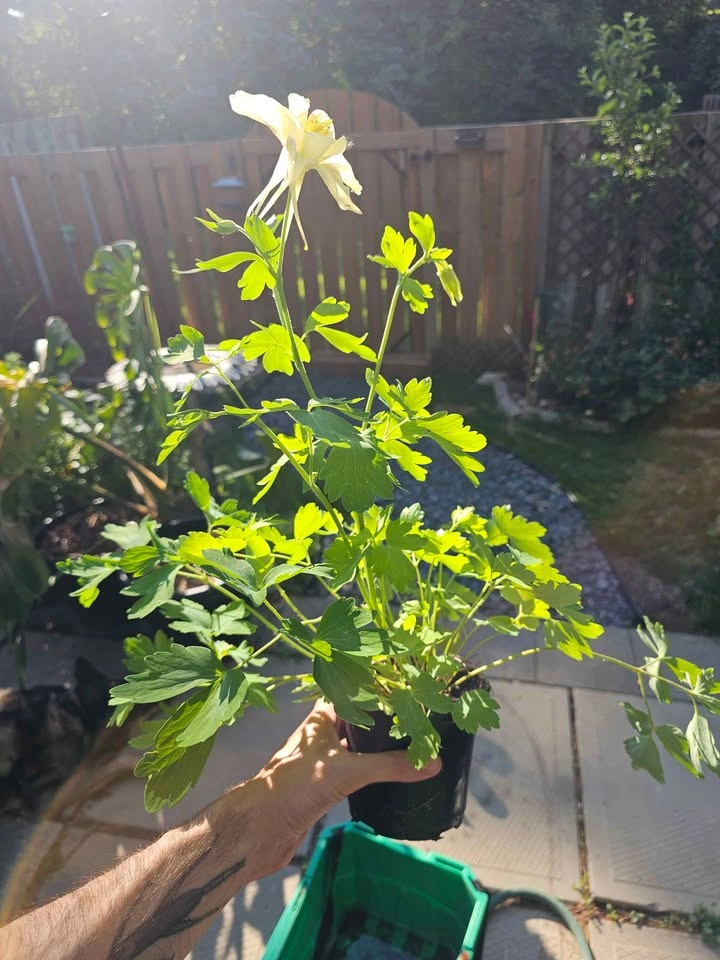 White columbine - photo 3