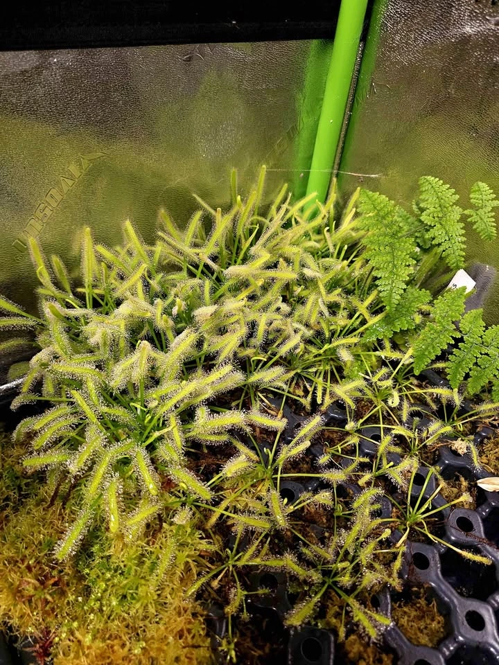 Drosera capensis "albo"