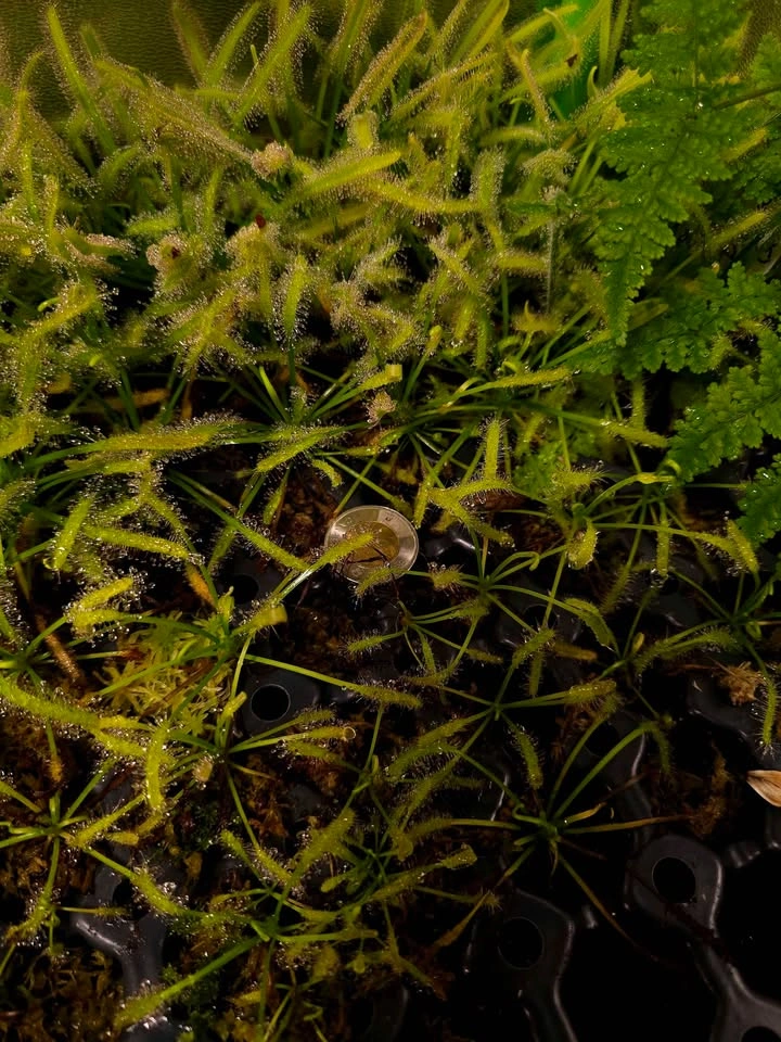 Drosera capensis "albo" - photo 2