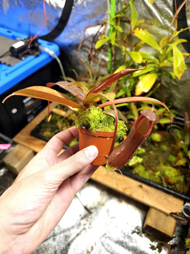 Nepenthes with live sphagnum