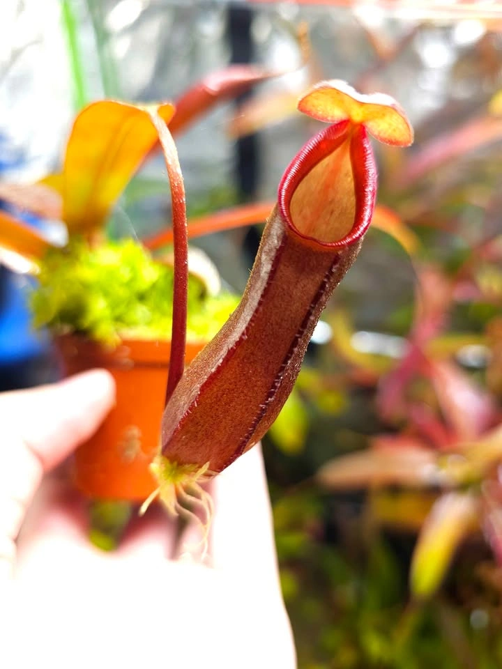 Nepenthes with live sphagnum - photo 2