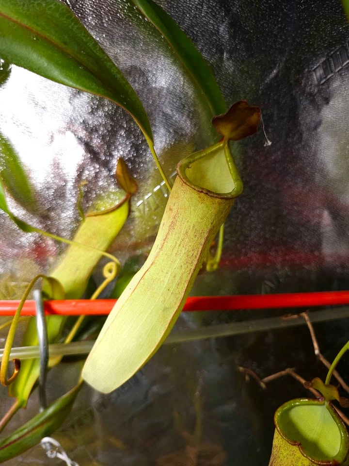 Nepenthes with live sphagnum - photo 3