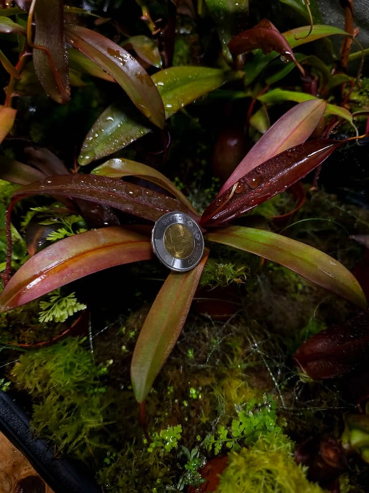 Nepenthes with live sphagnum - photo 4