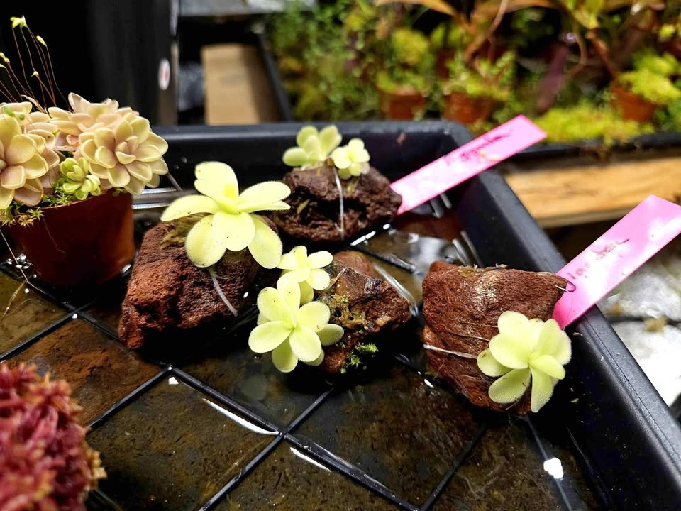 Pinguicula gigantea on rock