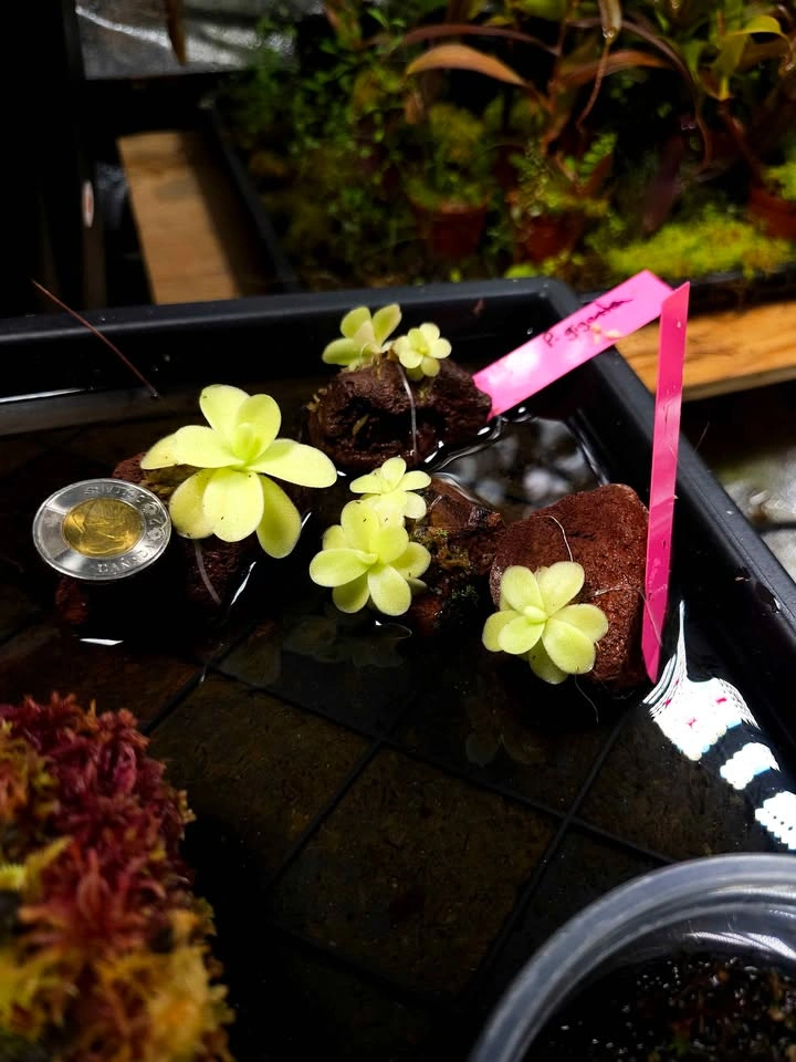 Pinguicula gigantea on rock - photo 2