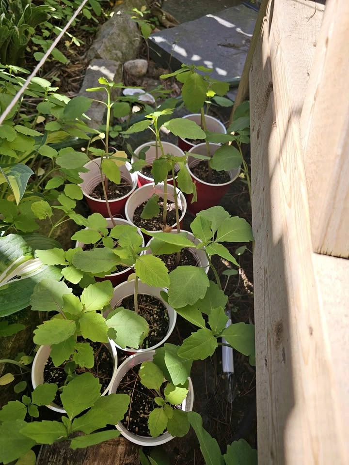 Native plant: Spotted Jewelweed