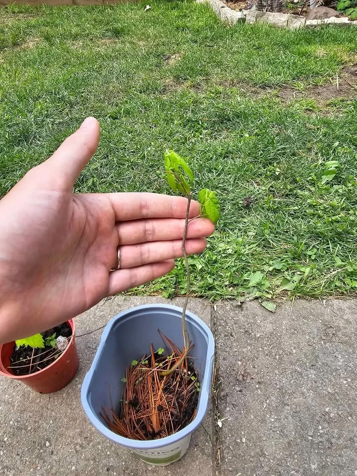 Hackberry