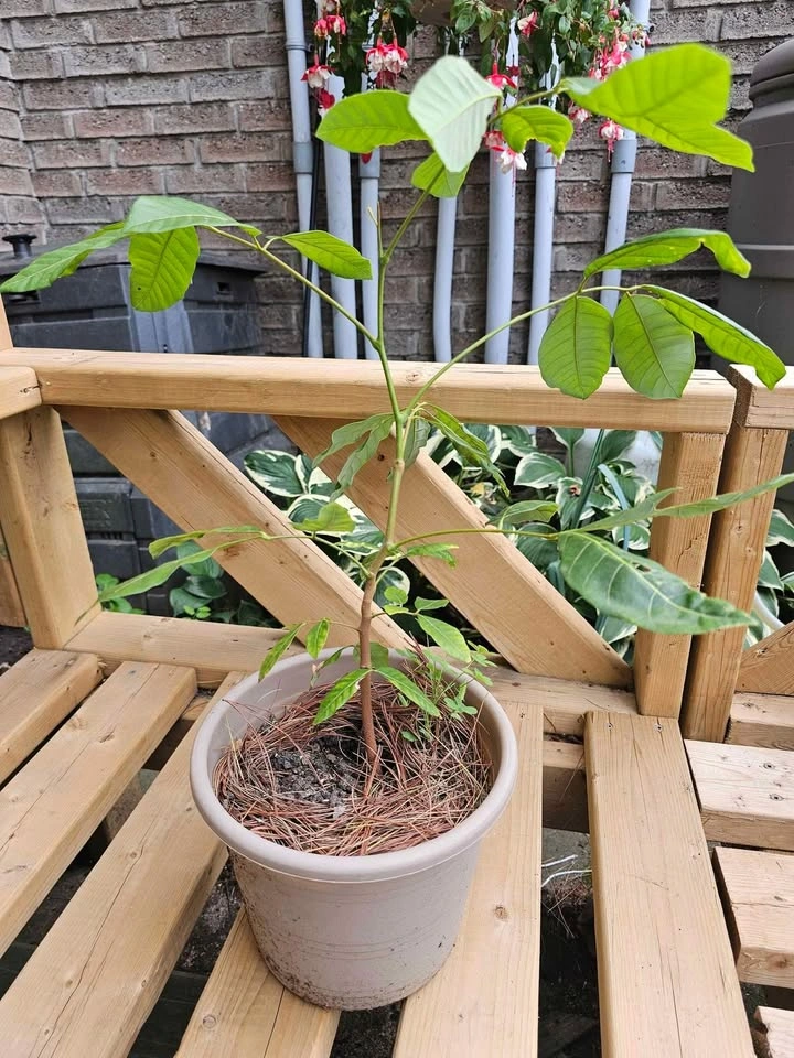 Longan Fruit Tree - Seed Grown