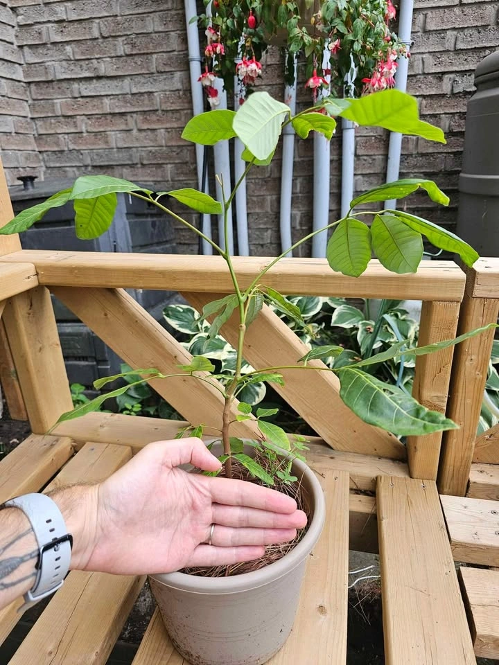 Longan Fruit Tree - Seed Grown - photo 2