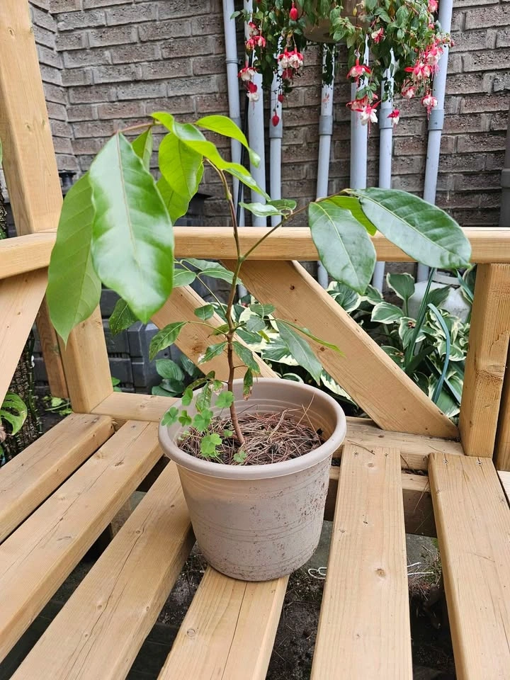 Longan Fruit Tree - Seed Grown - photo 3