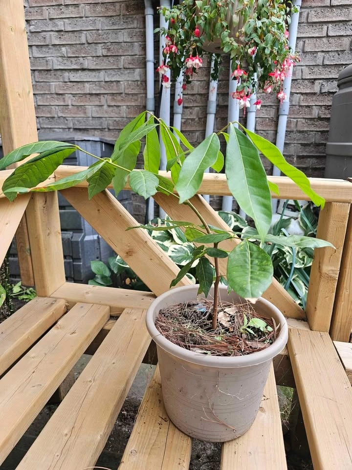 Longan Fruit Tree - Seed Grown - photo 4