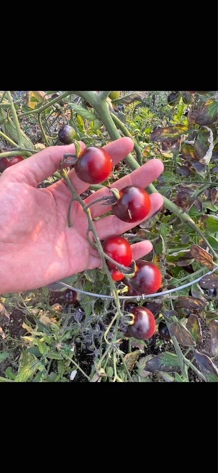 Heirloom Black Cherry Tomato Plant Seedling
