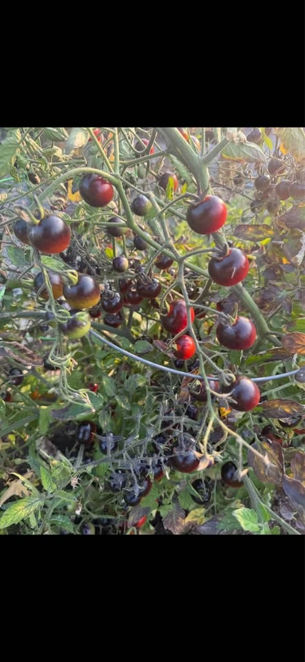 Heirloom Black Cherry Tomato Plant Seedling - photo 2