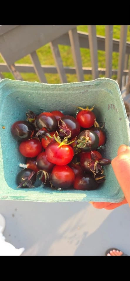 Heirloom Black Cherry Tomato Plant Seedling - photo 4