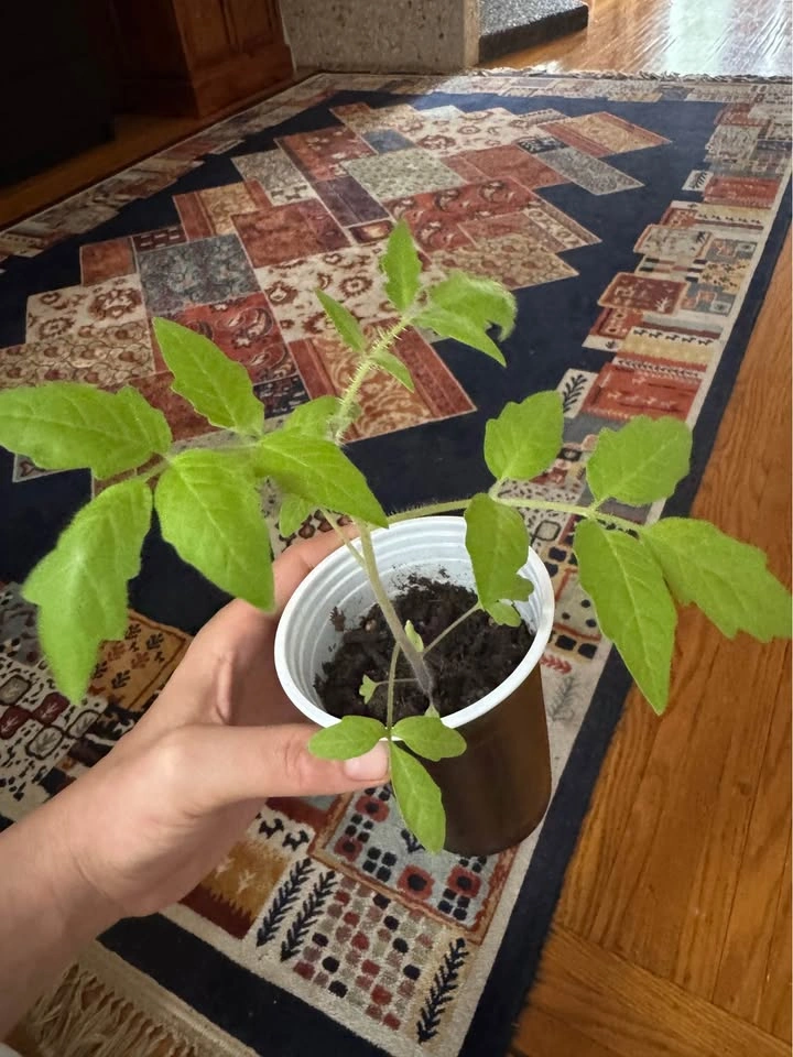 Heirloom Black Cherry Tomato Plant Seedling - photo 5