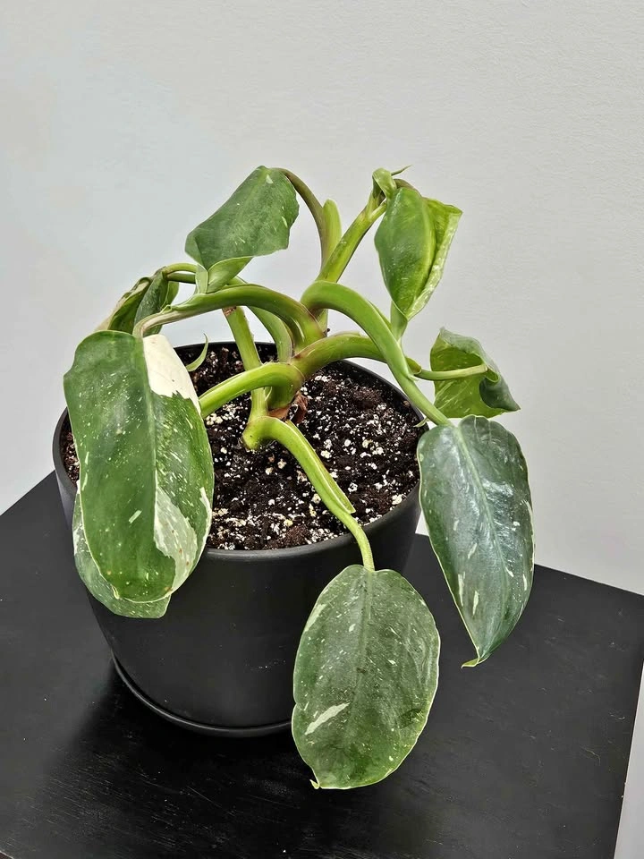 White wizard philodendron