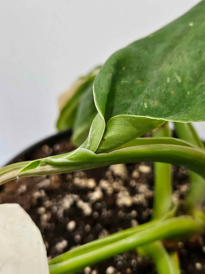 White wizard philodendron - photo 2