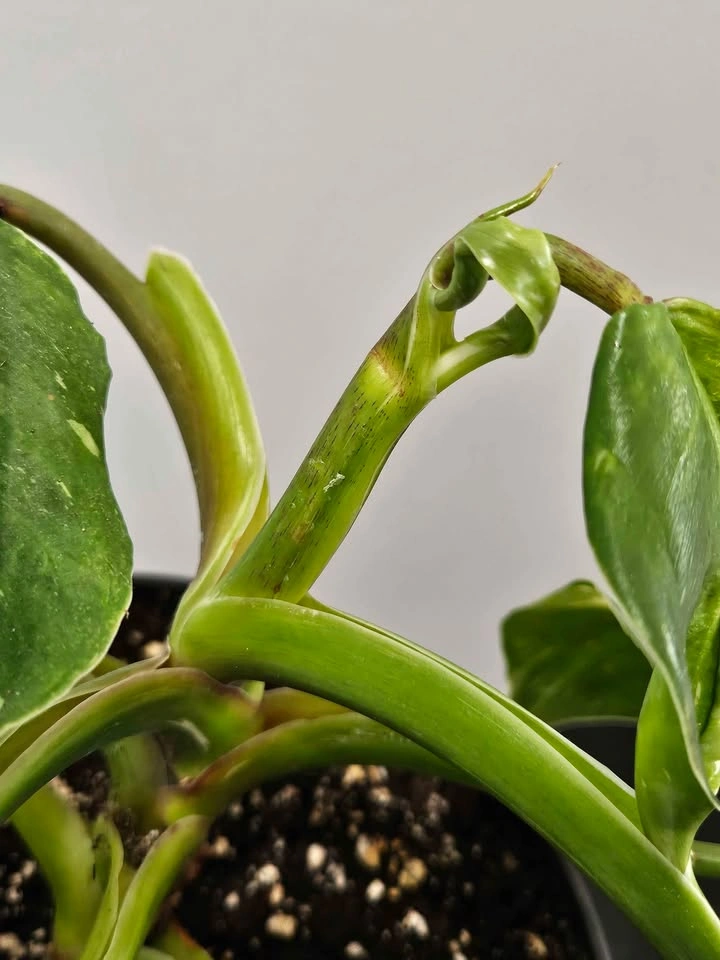 White wizard philodendron - photo 3
