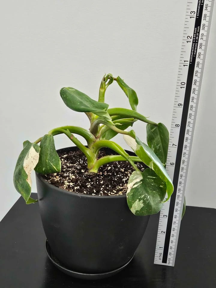 White wizard philodendron - photo 4