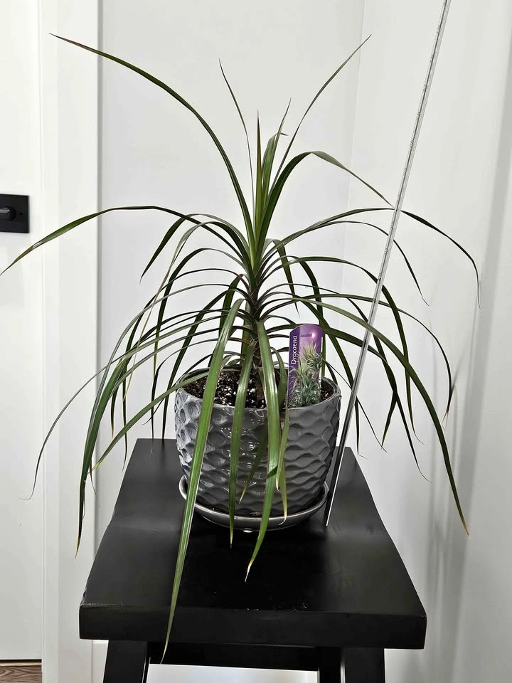 Dracaena marginata