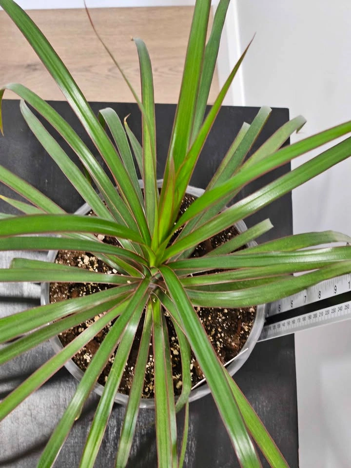 Dracaena marginata - photo 2