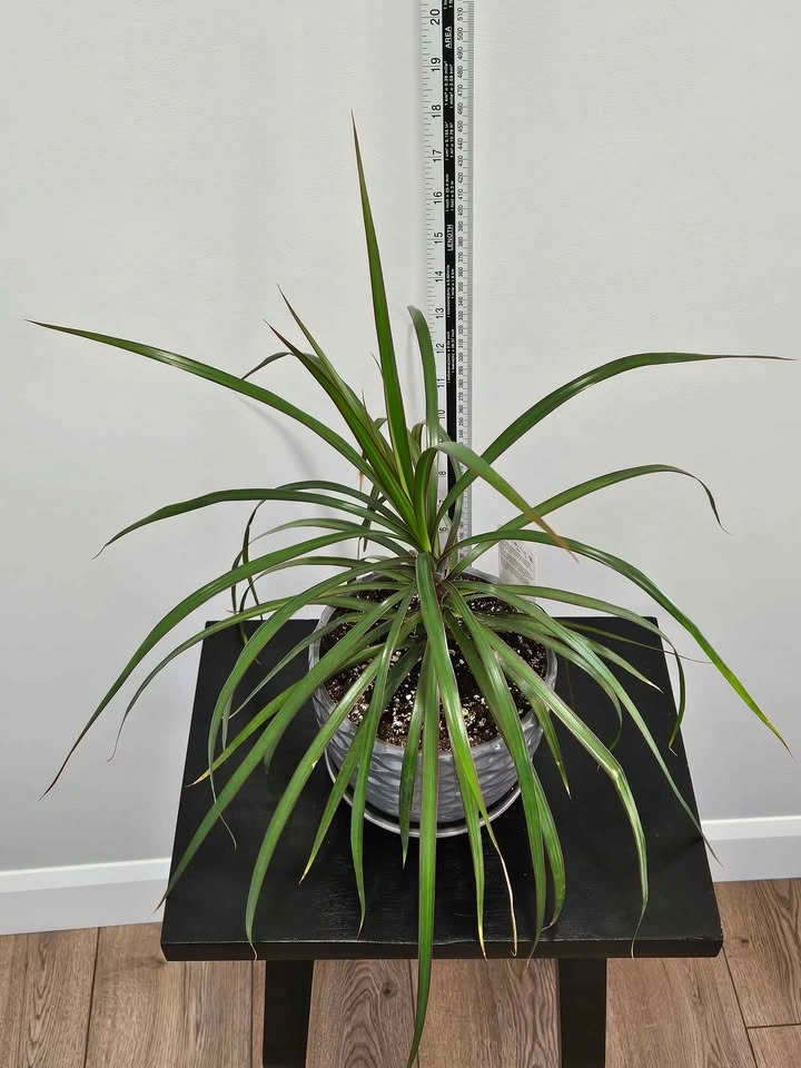 Dracaena marginata - photo 3