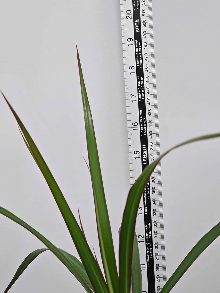 Dracaena marginata - photo 4