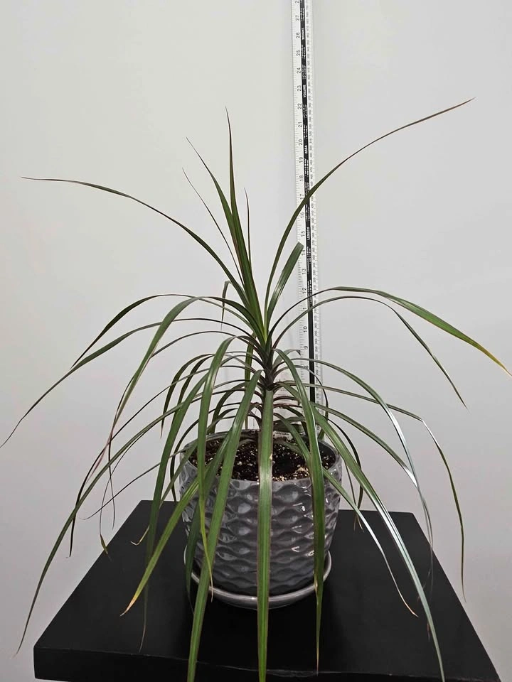 Dracaena marginata - photo 5