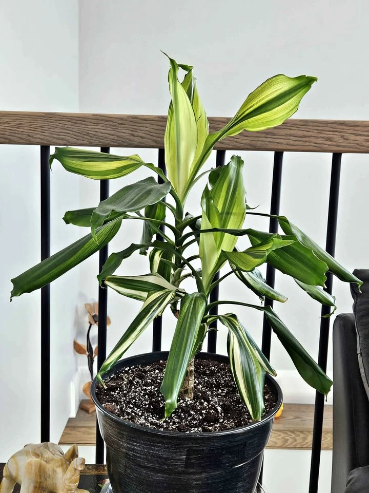 Dracaena lemon lime or sol