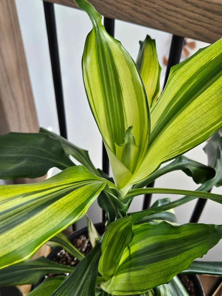 Dracaena lemon lime or sol - photo 2